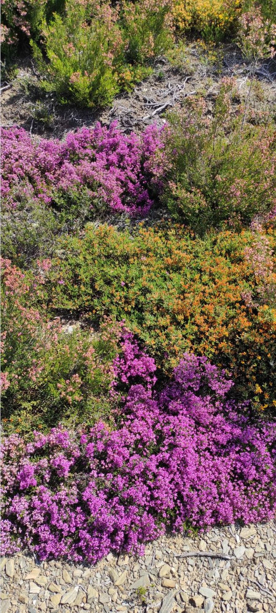 une myriade de couleur de bruyères